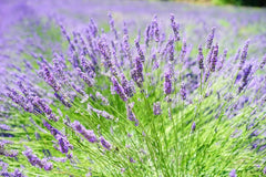 Can Rosemary Lavender Lotion Help with Stress Relief?