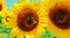 A Vegan, Eco-Friendly Alternative to Beeswax in Lip Balm